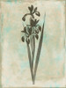 Earthy Floral Blend Poster Print by Jace Grey - Item # VARPDXJGRC255B2
