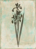 Earthy Floral Blend Poster Print by Jace Grey - Item # VARPDXJGRC255B2