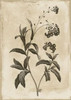 Floral Earthtone Four Poster Print by Jace Grey - Item # VARPDXJGRC264D2
