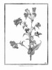 Commelina Poster Print by Jace Grey - Item # VARPDXJGRC274D