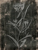 Wood Floral Poster Print by Jace Grey - Item # VARPDXJGRC343A2