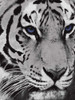 Purple Eyes Poster Print by Jace Grey - Item # VARPDXJGRC418A