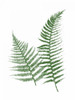 Green Ferns Poster Print by Jace Grey - Item # VARPDXJGRC427A