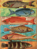 Fish Wall Poster Print by Jace Grey - Item # VARPDXJGRC472A