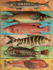 Fish Wall Mate Poster Print by Jace Grey - Item # VARPDXJGRC472B