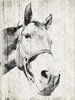 Vintage Horse Poster Print by Jace Grey - Item # VARPDXJGRC475A