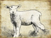Vintage Lamb Sketch Poster Print by Jace Grey - Item # VARPDXJGRC475G2