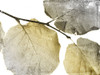 Classic Leaves White Poster Print by Jace Grey - Item # VARPDXJGRC647A
