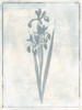 Sky Floral Four Cleaner Poster Print by Jace Grey - Item # VARPDXJGRC659D