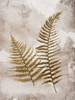 Mute Ferns Poster Print by Jace Grey - Item # VARPDXJGRC684A