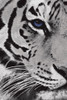Tiger Purple Eye Poster Print by Jace Grey - Item # VARPDXJGRC694A