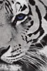 Tiger Purple Eye Mate Poster Print by Jace Grey - Item # VARPDXJGRC694B
