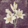 Purple Flower Poster Print by Jace Grey