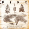 All About Pine Poster Print by Jace Grey - Item # VARPDXJGSQ605B