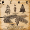 Pine Burnt Poster Print by Jace Grey - Item # VARPDXJGSQ605B2