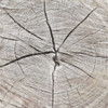 Tree Rings Poster Print by Jace Grey - Item # VARPDXJGSQ636A