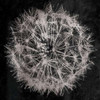 Rich Silver Dandelion Poster Print by Jace Grey - Item # VARPDXJGSQ780B