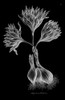 Sanguineous Colchicum Poster Print by John Hill - Item # VARPDXJHI12