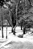 Central Park Snowy Scene Poster Print by Jace Grey - Item # VARPDXJPIRC018C