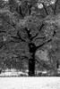 Central Park Solitary Friend Poster Print by Jace Grey - Item # VARPDXJPIRC019F