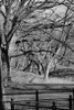 Central Park Image 1745 Poster Print by Jace Grey - Item # VARPDXJPIRC024A