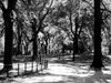 Central Park Walk Poster Print by Jeff Pica - Item # VARPDXJPIRC024E
