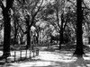 Central Park Walk Poster Print by Jeff Pica - Item # VARPDXJPIRC024E