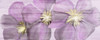 Violet Clematis Poster Print by Allen Kimberly - Item # VARPDXKAPL305A