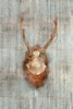 Antlers 1 Poster Print by Kimberly Allen - Item # VARPDXKARC049A