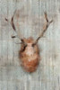 Antlers 2 Poster Print by Kimberly Allen - Item # VARPDXKARC049B