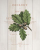 Fall Botanical 3 Poster Print by Allen Kimberly - Item # VARPDXKARC1005C