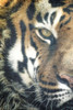 Focus A Poster Print by Allen Kimberly - Item # VARPDXKARC1020A
