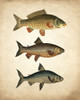 Fish B Poster Print by Allen Kimberly - Item # VARPDXKARC1052B