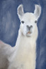 Llama on Navy Poster Print by Allen Kimberly - Item # VARPDXKARC1053A