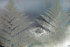 Frosted Ferns Poster Print by Kimberly Allen - Item # VARPDXKARC105A