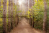 Sunlight Path Poster Print by Allen Kimberly - Item # VARPDXKARC1259