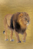 Lion Gold Poster Print by Allen Kimberly