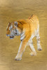 Tiger Gold v2 Poster Print by Allen Kimberly