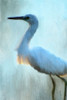 Blue Poster Print by Allen Kimberly