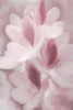 Blush Orchid Poster Print by Allen Kimberly - Item # VARPDXKARC1338A