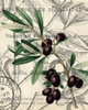 Olive Love 2 Poster Print by Allen Kimberly - Item # VARPDXKARC1343B