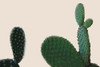 Blush Cactus 2 Poster Print by Allen Kimberly - Item # VARPDXKARC1361B