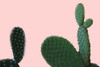 Blush Cactus 2 v2 Poster Print by Allen Kimberly