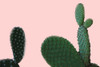 Blush Cactus 2 v2 Poster Print by Allen Kimberly - Item # VARPDXKARC1361D