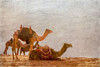 In the Desert Poster Print by Allen Kimberly