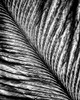 Black and White Feather 2 Poster Print by Allen Kimberly - Item # VARPDXKARC1374B
