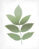 Leaves Print 1 Poster Print by Allen Kimberly - Item # VARPDXKARC1391A