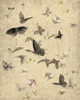 Butterflies in Flight 1 Poster Print by Allen Kimberly - Item # VARPDXKARC1419A