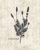 Fresh Lavender Poster Print by Allen Kimberly - Item # VARPDXKARC1445C