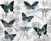 Butterfly Dreaming Poster Print by Allen Kimberly - Item # VARPDXKARC144B